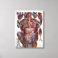 Paolo Mascagni Ilustração de Viscera Humana