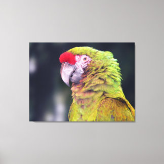 Impressão Em Tela Papagaio Amazônico Coroa-Vermelha