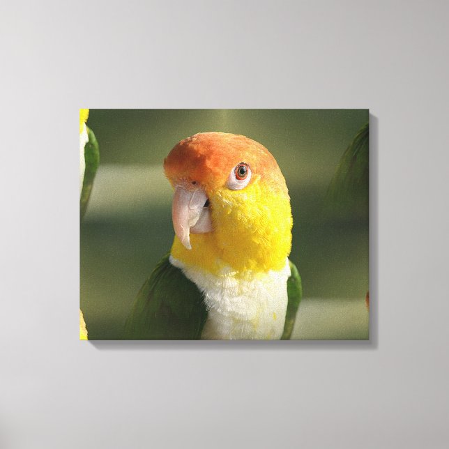 Impressão Em Tela Papagaio Caique Branco-Cento-Branco (Frente)