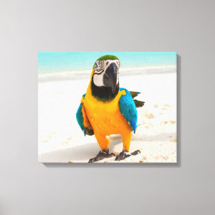 Impressão Em Tela Papagaio Colorido na Areia Branca