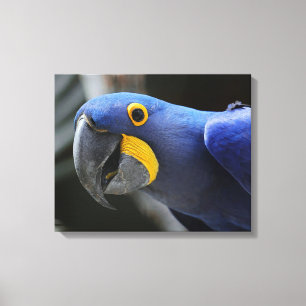 Impressão Em Tela Papagaio-De-Maca Azul-Amarelo