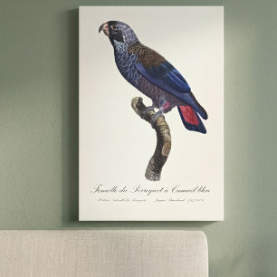 Impressão Em Tela Papagaio-de-peito-roxo, Pionus fuscus
