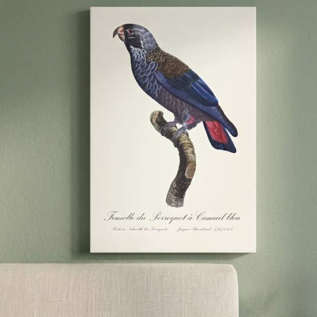 Impressão Em Tela Papagaio-de-peito-roxo, Pionus fuscus (Dusky Parrot or Dusky Pionus, Pionus fuscus. Canvas Print )