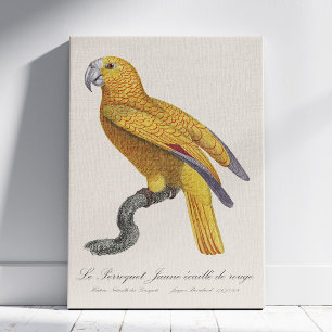 Impressão Em Tela Papagaio do Paraíso de Cuba, Psittacus Paradisi