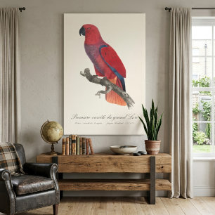 Impressão Em Tela Papagaio Eclectus de Vosmaer, Eclectus Roratus Vos