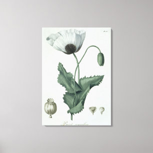 Impressão Em Tela Papaver - somniferum de "Phytographie Medicale"