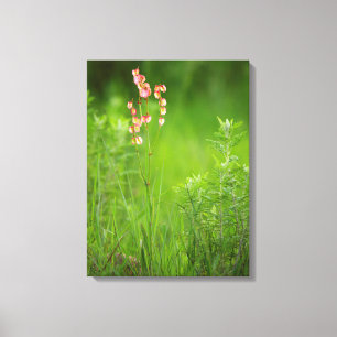 Impressão Em Tela Papéis (Rumex Woodii), Ukhahlamba 2