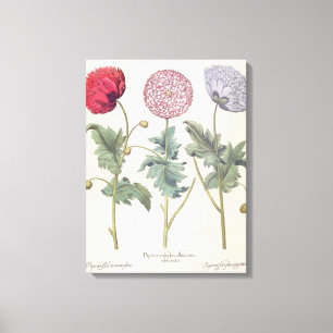 Impressão Em Tela Papoilas: rubicundis multiplex dos albumoris