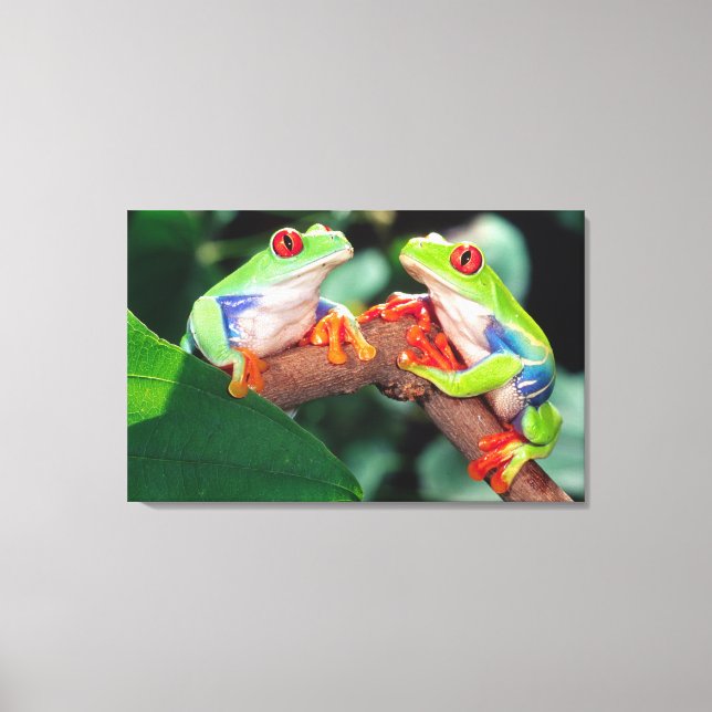 Impressão Em Tela Par de Red Eye Treefrog, Agalychinis callidryas, (Frente)