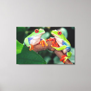 Impressão Em Tela Pares de Red Eye Treefrog, callidryas de