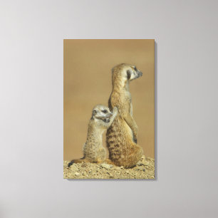 Impressão Em Tela Parque nacional de Kgalagadi, Botswana, África