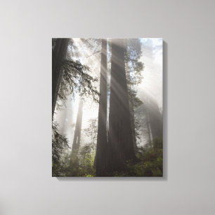 Impressão Em Tela Parque Nacional Redwood Califórnia