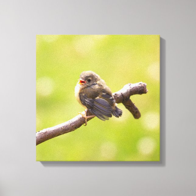 Impressão Em Tela Pássaro bonito cantando feliz num dia de verão (Frente)