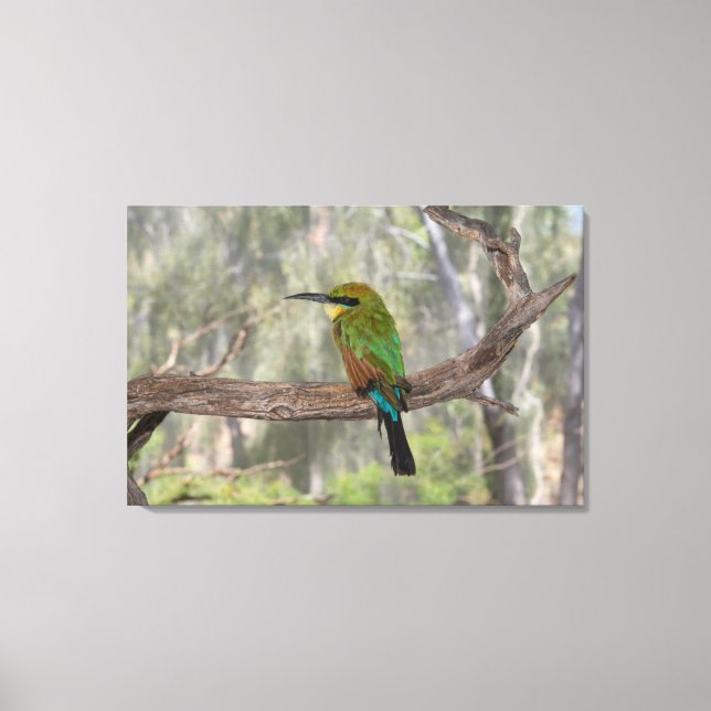 Impressão Em Tela Pássaro comedor-de-abelhas-arco-íris, Austrália (Frente)