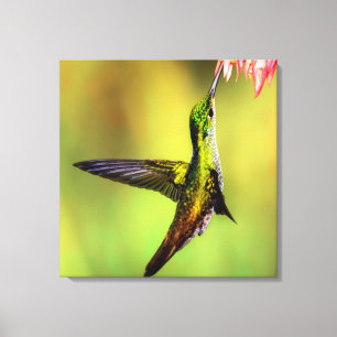 Impressão Em Tela Pássaro da Flor Rosa do Hummingbird