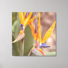 Impressão Em Tela Pássaro do Paraíso