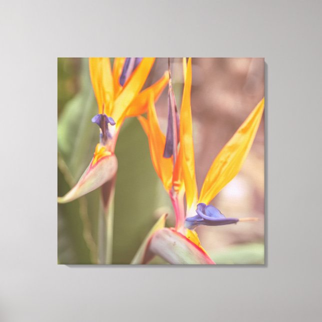 Impressão Em Tela Pássaro do Paraíso (Frente)