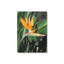 Pássaro do Paraíso