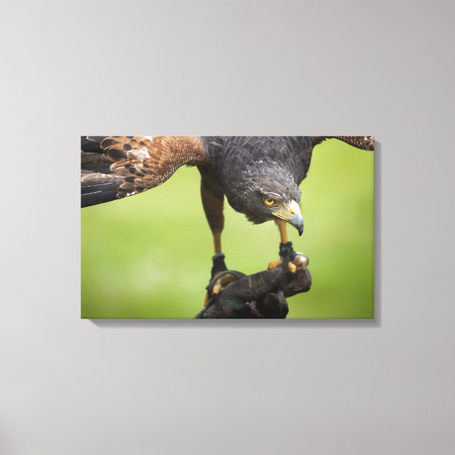Impressão Em Tela pássaro falcão (Frente)