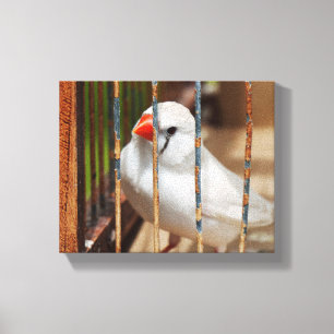 Impressão Em Tela Pássaro fino branco-zebra na gaiola