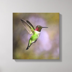 Impressão Em Tela Pássaro Hummingno Voo