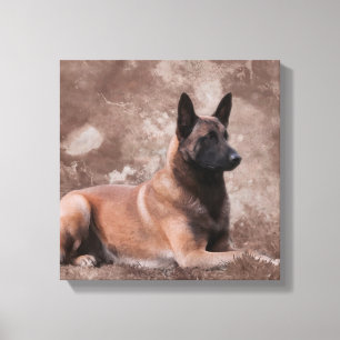 Impressão Em Tela Pastor belga de Malinois - Mechelaar
