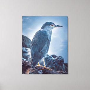 Impressão Em Tela Patagonian Riverbird, Ushuaia, Argentina