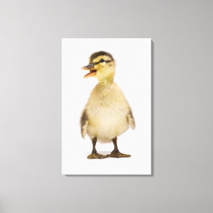 Impressão Em Tela Patinho do pato selvagem (platyrhynchos dos Anas)