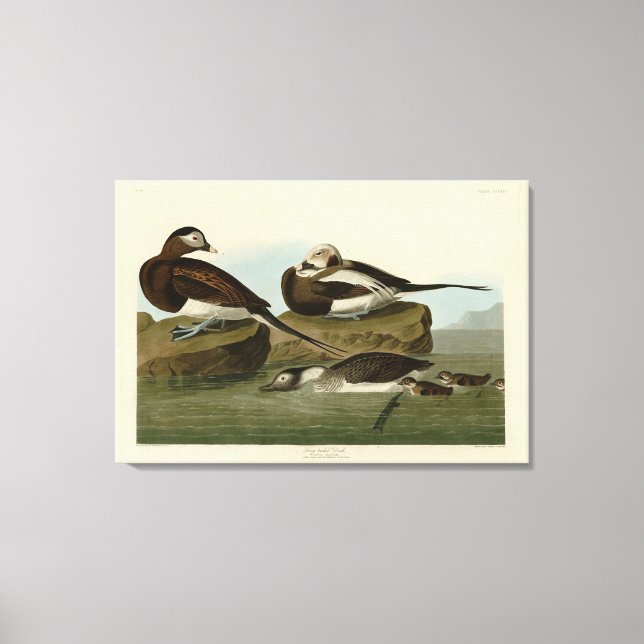 Impressão Em Tela Pato de cauda longa - das Aves da América de Audub (Frente)