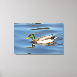 Impressão Em Tela Pato de Mallard