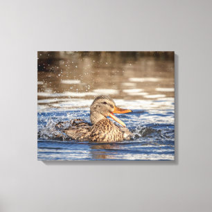 Impressão Em Tela Pato de Mallard 20x16 em Downing Park