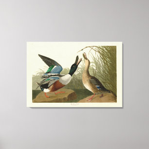 Impressão Em Tela Pato de Shoveller - das Aves da América de Audubon