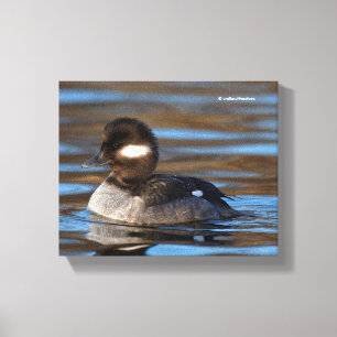 Impressão Em Tela Pato doce do Bufflehead em águas Sunlit