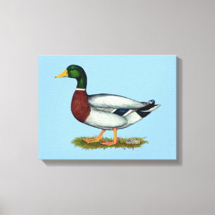 Impressão Em Tela Pato Drake do pato selvagem