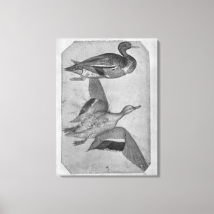 Impressão Em Tela Patos, o do álbum de Vallardi