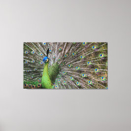 Impressão Em Tela Pavão