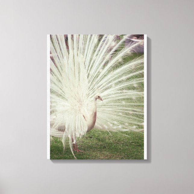 Impressão Em Tela Pavão albino (Frente)