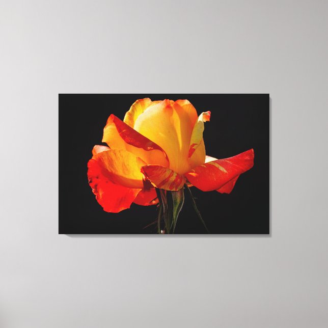 Impressão Em Tela Peachy Orange Rosa Poster (Frente)