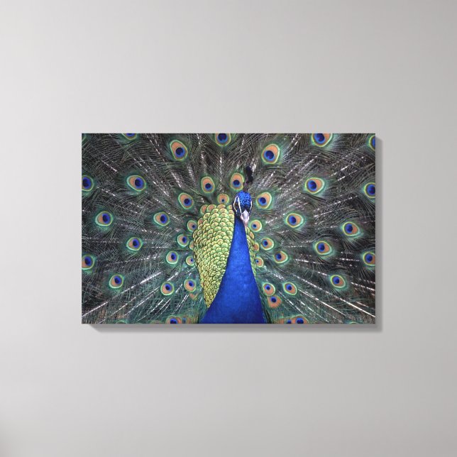 Impressão Em Tela Peacock (Frente)