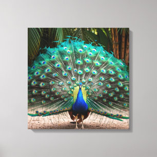 Impressão Em Tela Peacock Feather Fanning