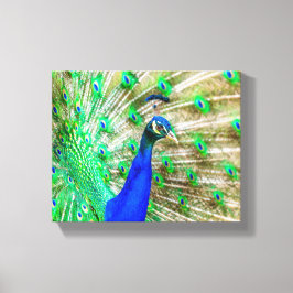 Impressão Em Tela Peacock Plumage