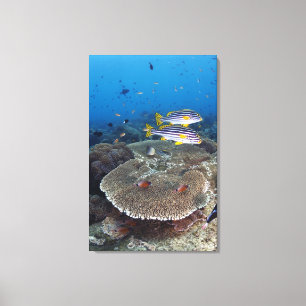 Impressão Em Tela Peixe-doce