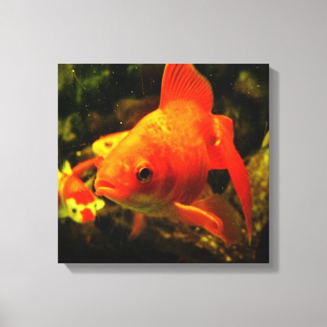 Impressão Em Tela Peixe dourado (Frente)