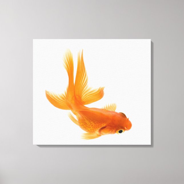 Impressão Em Tela Peixe-espada (Carassius auratus) 2 (Frente)