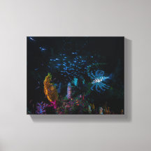 Peixe-leão, a senhora do jardim de coral macio