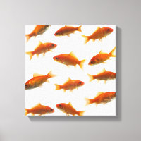 Peixes dourados