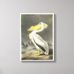 Impressão Em Tela Pelicano branco americano por Audubon