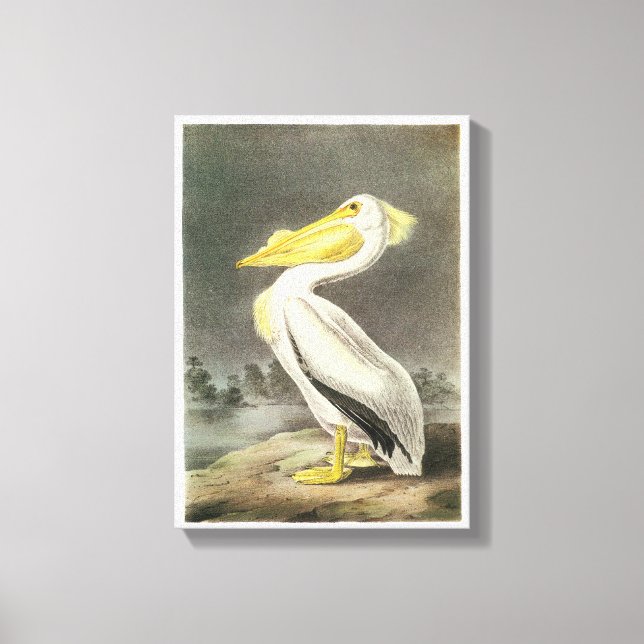 Impressão Em Tela Pelicano Branco Americano por Audubon (Frente)
