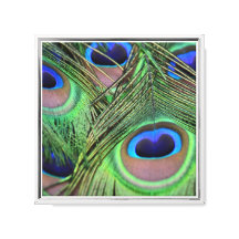Penas de Peacock