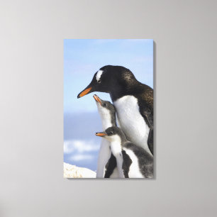 Impressão Em Tela Península Antártica, Porto Neko, Pinguim-de-gentoo